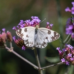 Eastern Bath white ( Pontia edusa)
