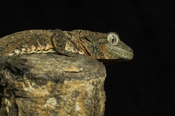 Mossy Gecko Profile