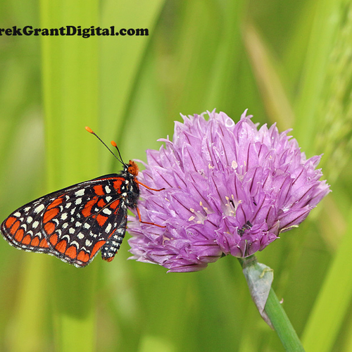 Baltimore Checkerspot Euphydryas phaeton