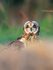 Short-eared Owl on the ground