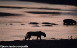 The Luangwa river