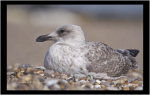 Juvenile Heron Gull
