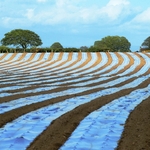 Undulating Stripes