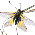 ITA_PHD_20120504-042