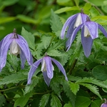 Alpine Clematis (Clematis alpina)