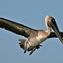 Pelican-flight-1-0649