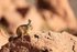Southern Mountain Viscacha sitting still, Machuca, Chile