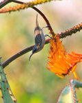 Grey Sunbird portfolio