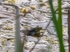 Edible Frog