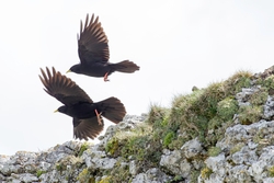 Alpine Chough