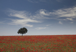 Lone tree in poppies Andalusia