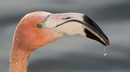 Flamingo Drinking