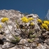 Golden or yellow Alyssum (Alyssum saxatile)