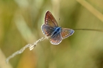 Common Blue