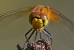 Ruddy Darter