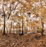 Secrets, Walden Pond (Fall Foliage Walden)