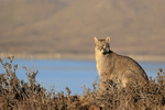 Puma (female) sitting above Lago Sarmiento de Gamboa, Torres del Paine