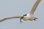 Flying 1
