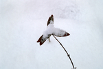 Snow - 38