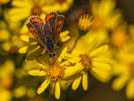 Small Copper
