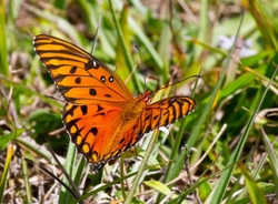 AnimalsCreatures _0049