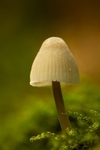 autumnal-signs