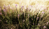 Grass 8