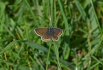 Common Blue