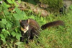 Pine Marten