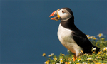 Puffin
