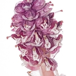 Toothwort (Lathraea squamaria)