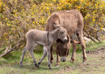 New Forest donkey and foal - D75_9487 A4