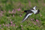 Oystercatcher