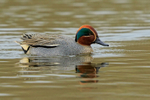 Teal (male), Stratfield Brake, Oxfordshire