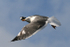 Herring Gull in flight  _AGT046