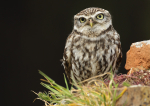 Little Owl