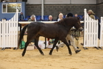 Class 110 - Bred In Other In Hand portfolio