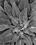 2211 - Next Years Foxglove