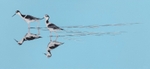 Pernilongos-de-costas-brancas / White-backed stilts