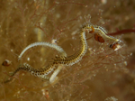 Phyllodoce mucosa