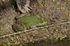 Marsh Frog