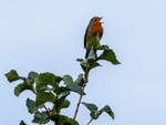 Robin
