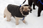 December Snow 6