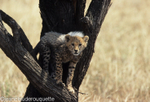 A cub