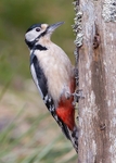 Great Spotted Woodpecker portfolio