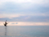 Lone Tree--Lake Erie Shore