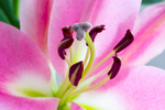 Pink Lily - DSC_4135