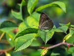 Purple Hairstreak