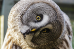 great grey owl stryx nebulosa-0633