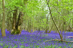 IMG_6205 Foxley Wood
